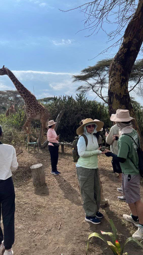 Giraffe herd in the national park